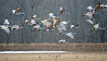 Sandhill cranes flying