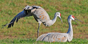 sandhill cranes