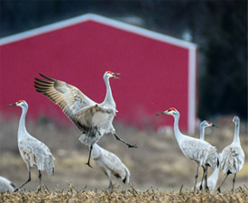 sandhill cranes