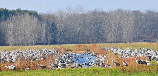 Sandhill Cranes on marsh