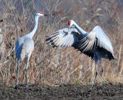 Sandhill Cranes