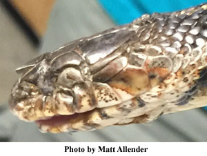 Snake Fungal Disease, Photo by Matt Allender