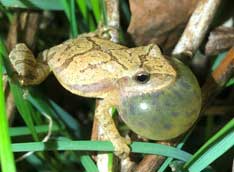 Spring Peeper