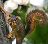 fox squirrel