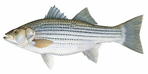 Striped Bass