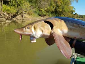 Lake Sturgeon fish