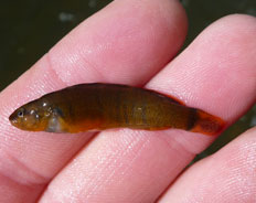 Tippecanoe Darter