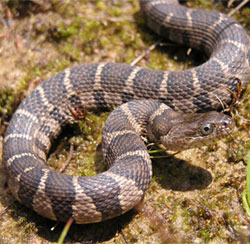 Northern Watersnake