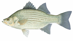 White Bass