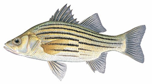 Yellow Bass