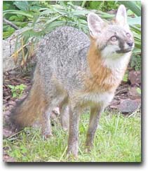 Gray Fox