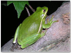 Green Treefrog