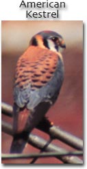 American Kestrel