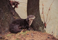 otter