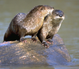 river otters