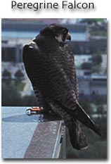 Peregrine Falcon