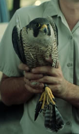 Peregrine Falcon