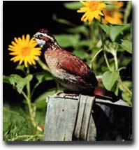 Bobwhite Quail