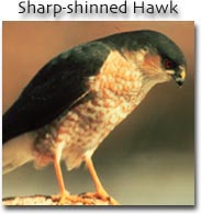 Sharp-shinned Hawk