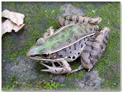 Southern Leopard Frog