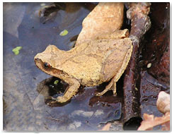 Spring Peeper