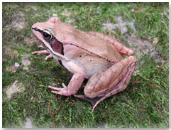 Wood Frog