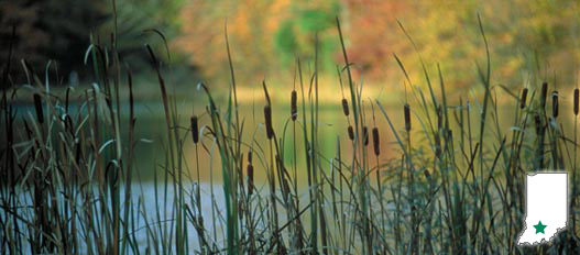 martin state forest