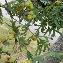 Oak acorns