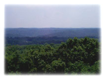 View of Trees