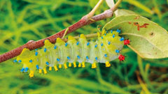 This cecropia moth was crawling on one of Michele's apple trees on her 7-acre farm, where she looks for new species to teach her children about. Cecropia moths are a rare native species to Indiana. If you see one, leave it be and don’t spray pesticides in that area.