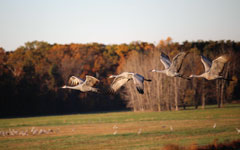 From the observation deck overlooking Goose Pasture, Stephen's Canon EOS Rebel T5i and 55-250 mm lens caught these sandhill cranes leaving the marshes.