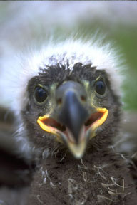 Baby eagle