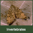 terrestrial invertebrates