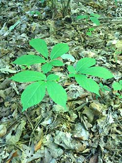 Ginseng Plant