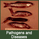 whirling disease, photo courtesy of Colorado Division of Wildlife