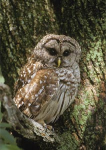 Barred owl