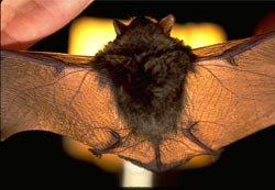 Little Brown Bat