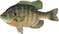 bluegill