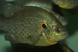 bluegill