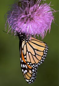 monarch butterfly