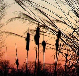 Cattails