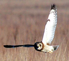 flying owl