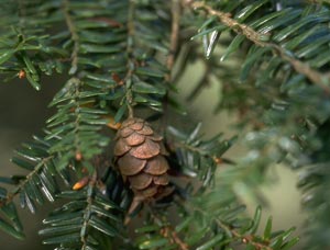 Eastern Hemlock