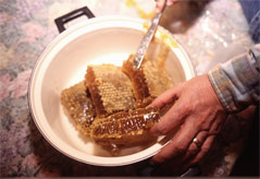 honey comb