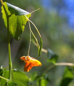 Jewelweed