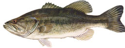 largemouth