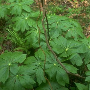 Mayapple