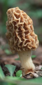 Morel mushroom