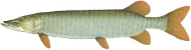 muskie