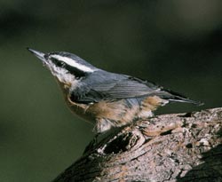 Red-Breasted Nuthatch